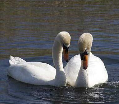 50627-Swan.jpg,  bytes
